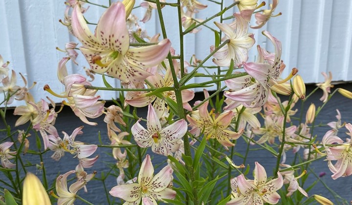 Marias trädgård, Bollnäs