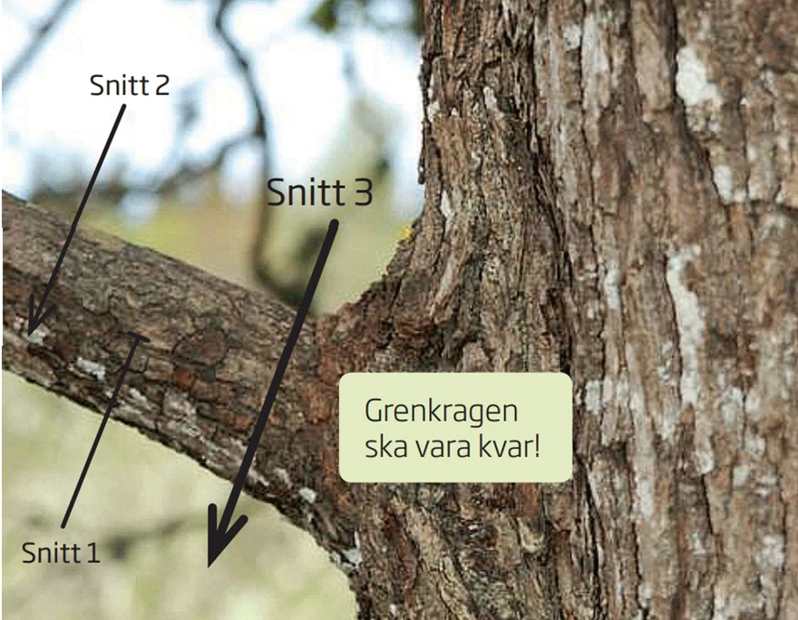 Börja med snitt 1–3 när en gren ska sågas av, skada aldrig grenkragen. 