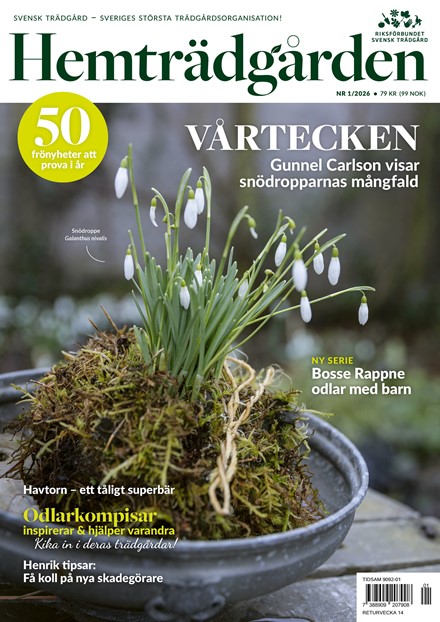 Hemträdgården 1/2026