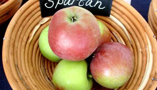 'Spartan' är en äppelsort med låg proteinhalt av Mal d 1, och därför kan testas av personer med mer eller mindre äppelallergi. 