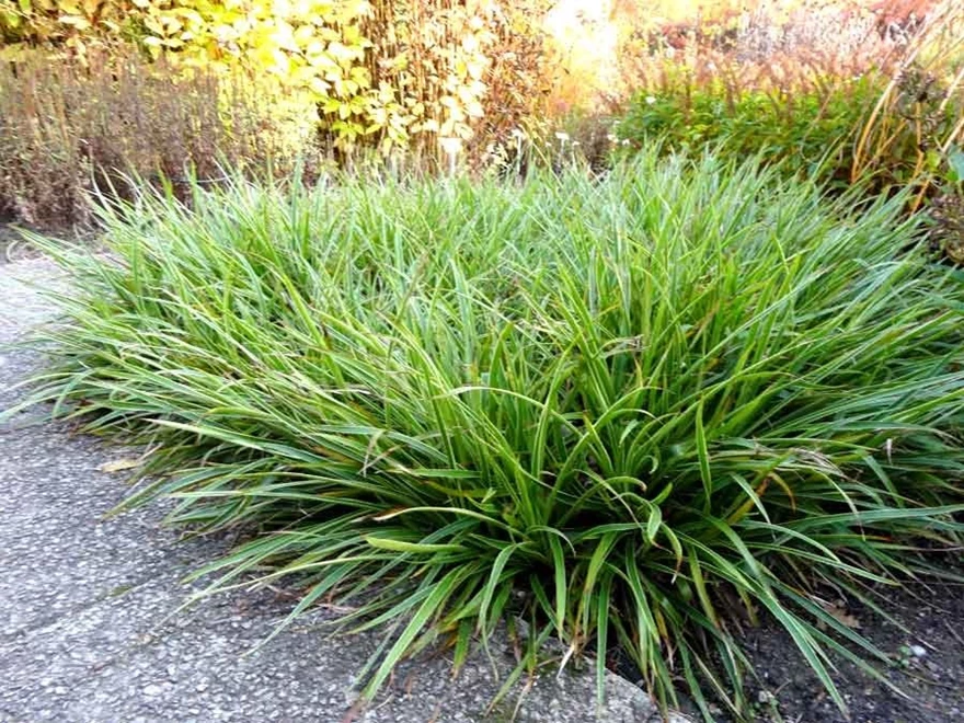 Storfryle, Luzula sylvatica 'Marginata', ett perent gräs för skugga, med vintergrönt bladverk.