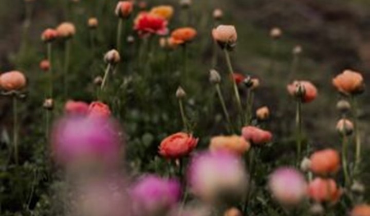 Föredrag Anemoner och ranunkler