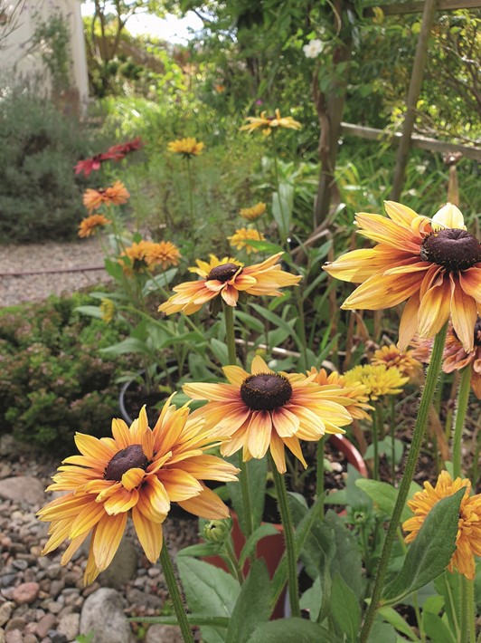 sommarrudbeckia