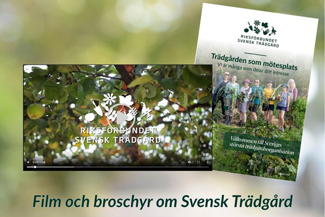 Film Och Broschyr