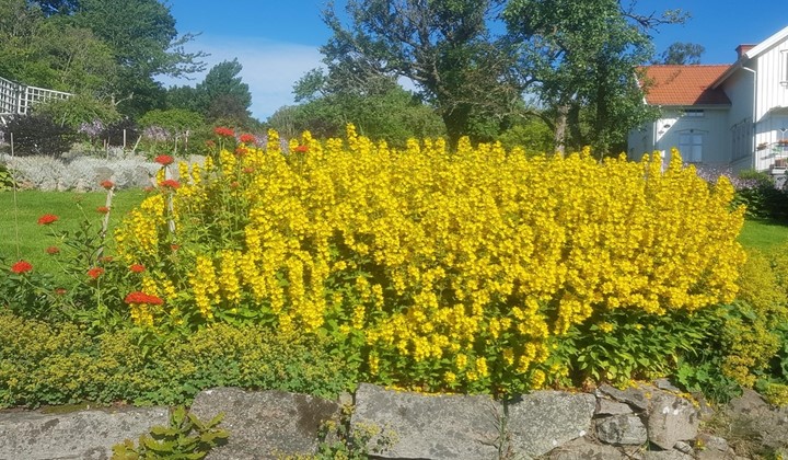Älskogsbräcka trädgård, Onsala, Kungsbacka