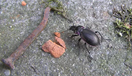 Skalbaggar ur jordlöparsläktet är rovdjur och äter sniglar.