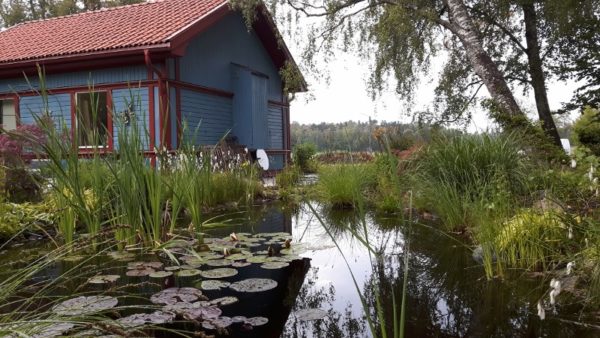 20180617_193503 (800x450)