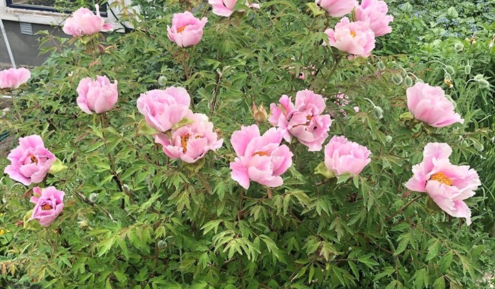 Fagerbjörka , Örebro 