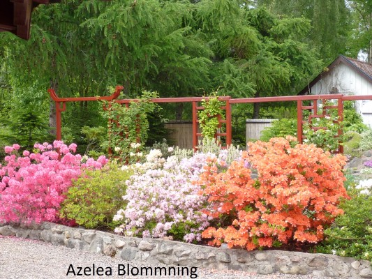 Azelea Blommning