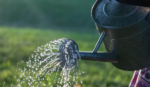 Var sparsam med vattnet i trädgården när du vattnar!