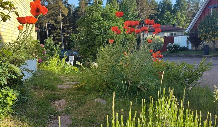 Welamssons väg, solig söderslänt under uppbyggnad