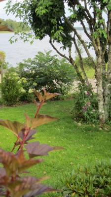 juli 2014 trädgård 038