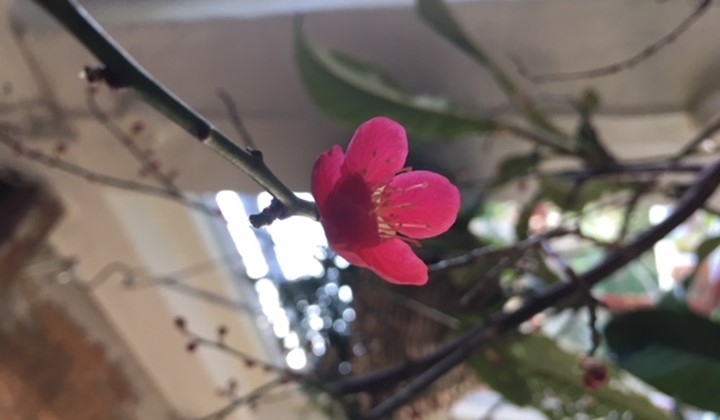 Hej Prunus mume – och hej Kina!