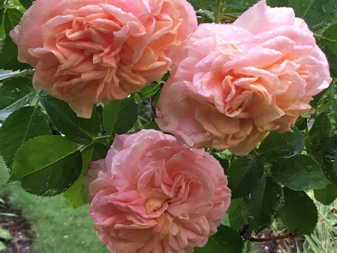 Camillas trädgård i Alingsås Riksförbundet Svensk Trädgård