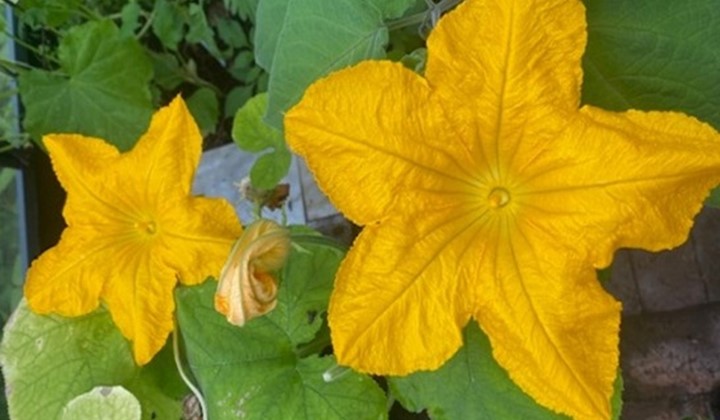 Frö- och sticklingsträff för medlemmar, Tyresö