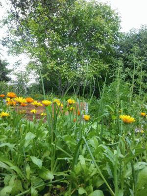 syrrträdgård 019_mindre