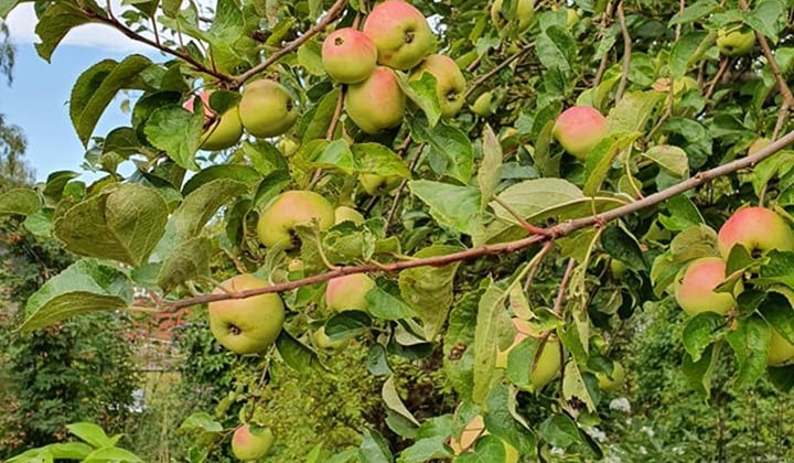 Workshop: Höstbeskärning av fruktträd, Asarum