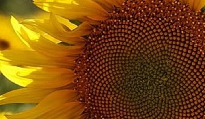 Adolfsbergs Trädgårdsförening, Örebro