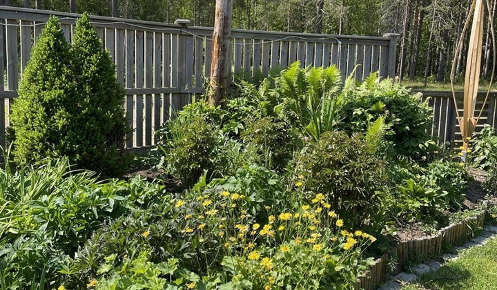 Öppen trädgård och öppet gårdsbageri i Öre, Håknäs
