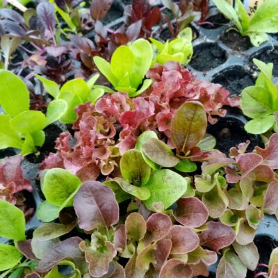 IMG_20210509_194548_269