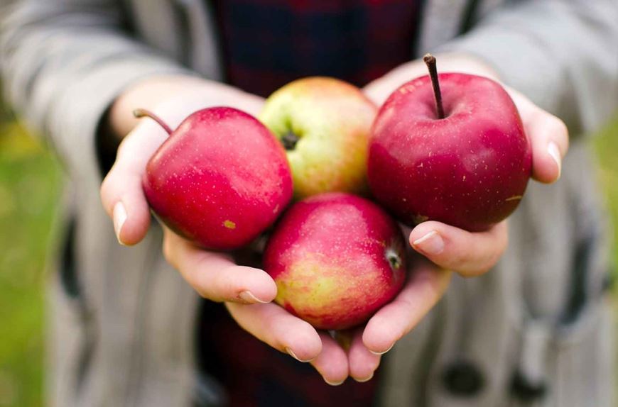Händer håller i äpplen på Äpplets dag