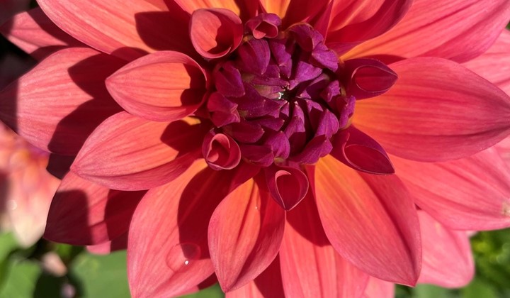 Kungälvs Gardencenter, Kungälv