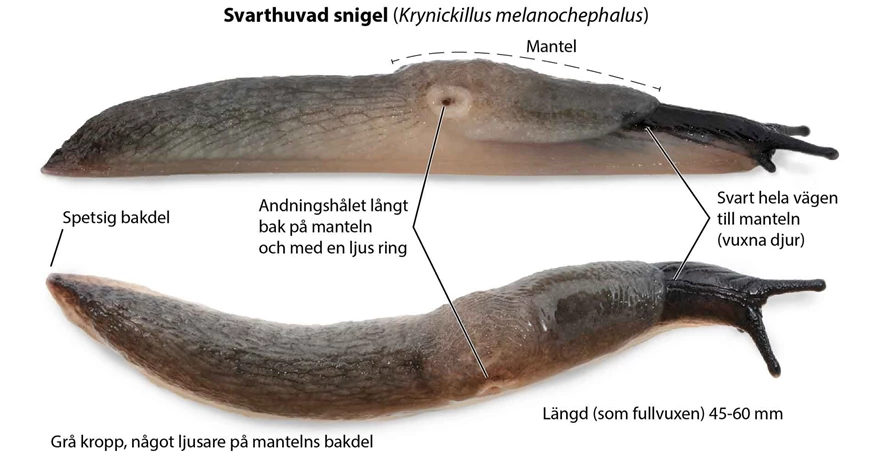 Svarthuvad snigel, Krynickilus melanocephalus, fullvuxen snigel med det karakteristiska svarta huvudet. 