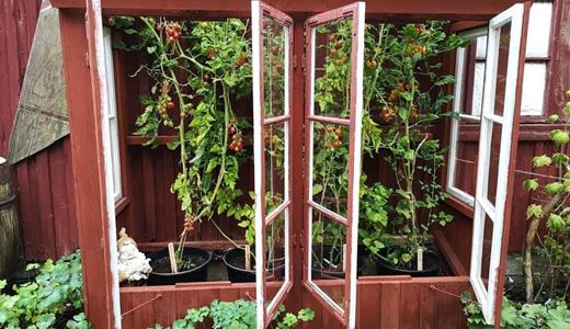 Tomater som odlas i ett drivhus snickrat av återvunna fönster.