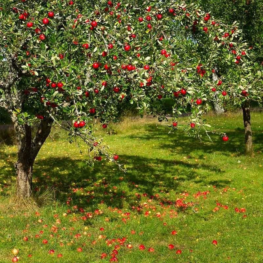 Äppelträd som dignar av frukter.