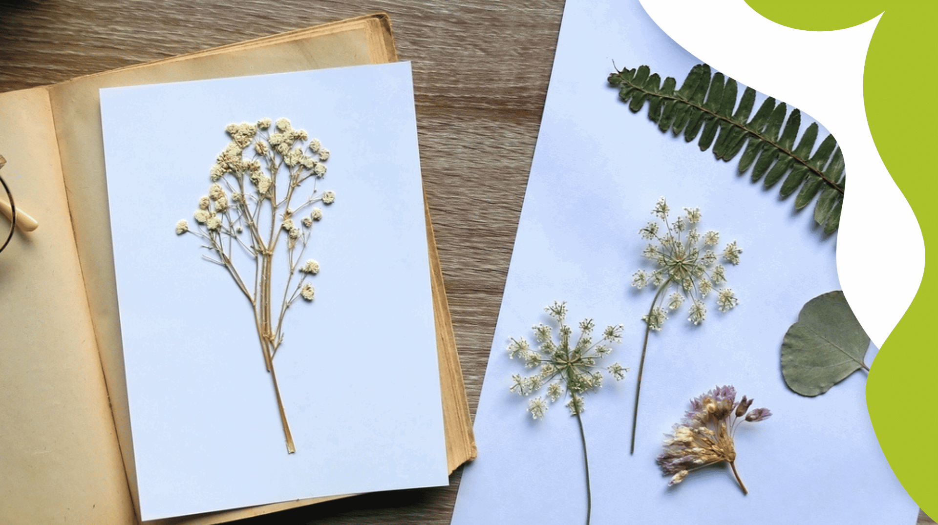 Gör Ett Herbarium Bild