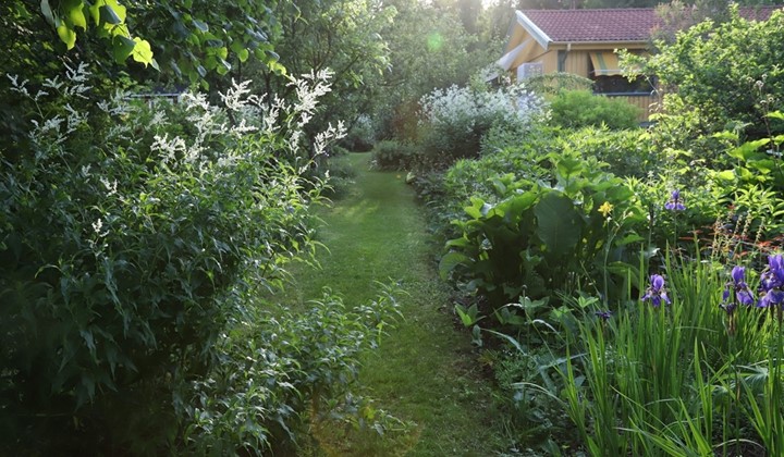 Joanna's Trädgård, Umeå