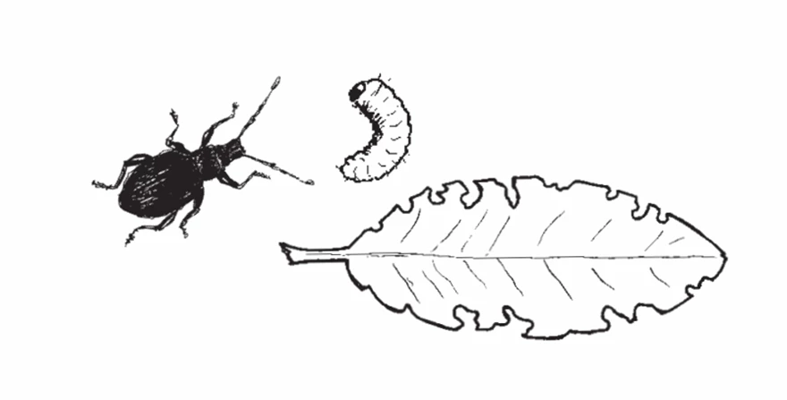 Öronvivel, dess larv och de typiska bitskadorna på blad.