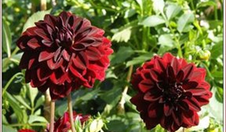 Underbara dahlior Åkersberga, Åkersberga