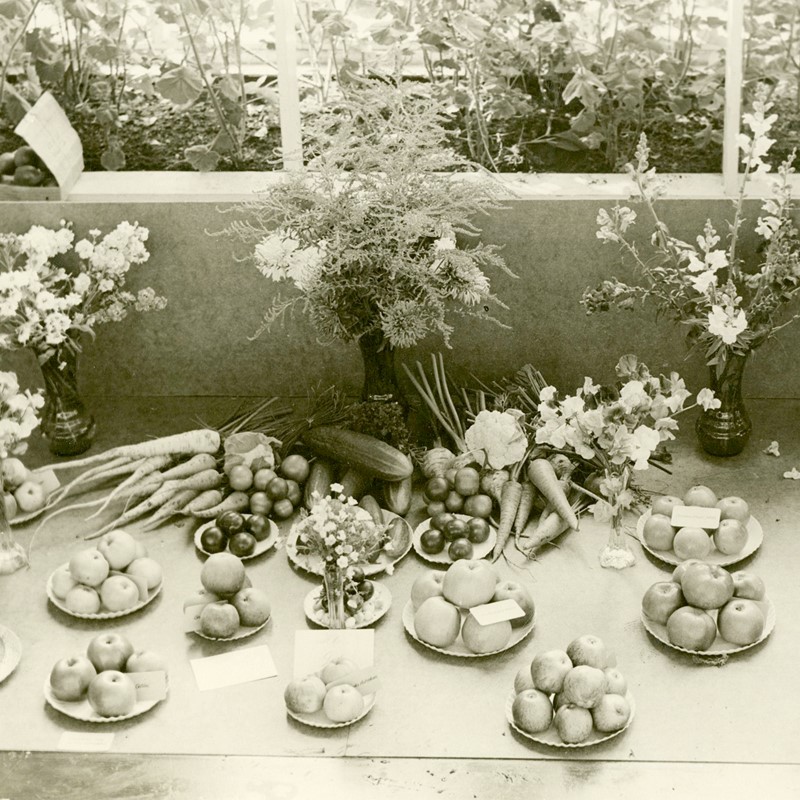 Fruktutställningen i pappersväxthuset