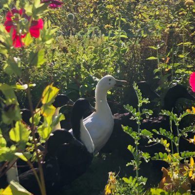 488A89BE-B5CB-4C40-9205-3AE5A2CAA0BF