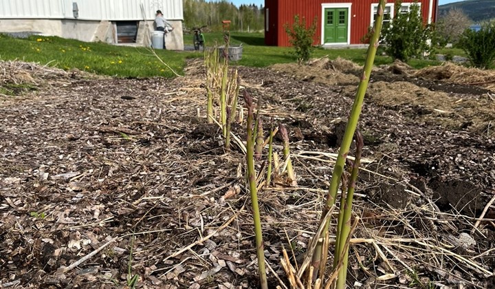 Den ny-gamla trädgården i Stensland, Ullånger