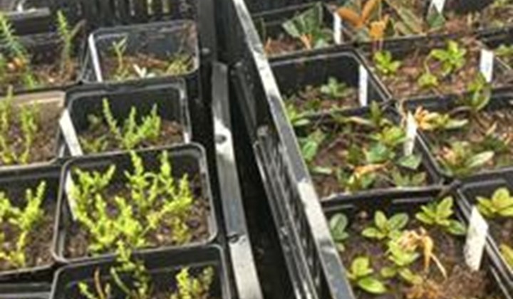 Medlemskväll med frö och plantbyte, Österåker