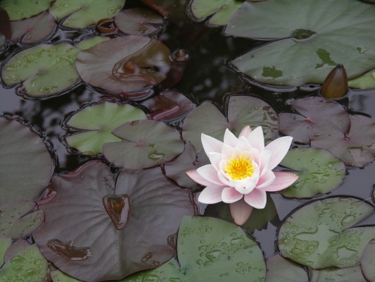 KONICA MINOLTA DIGITAL CAMERA