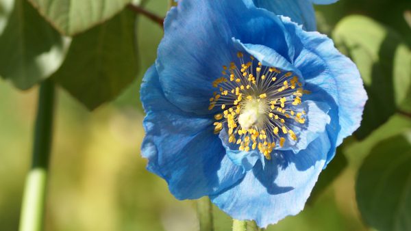 Meconopsis
