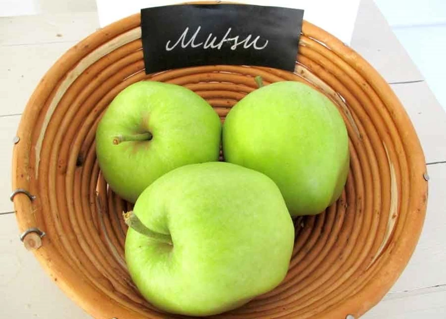 Odla egna äppelsorter för allergiker. Då kan du även styra faktorer som påverkar allergin ytterligare. Här är sorten 'Mutsu'.