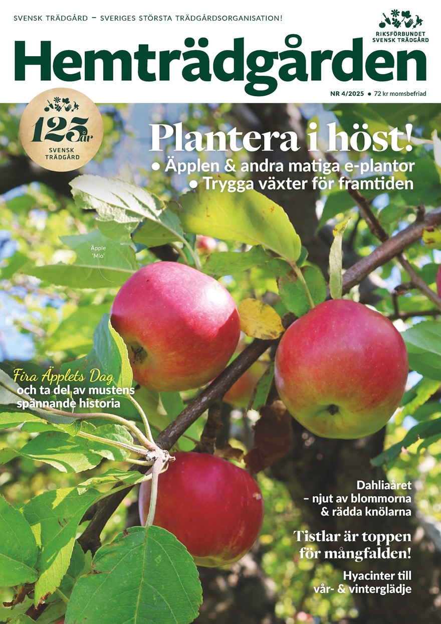 HT 4 2025 Omslag HIGH