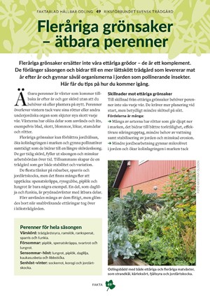 Faktablad 49- Fleråriga grönsaker - ätbara perenner