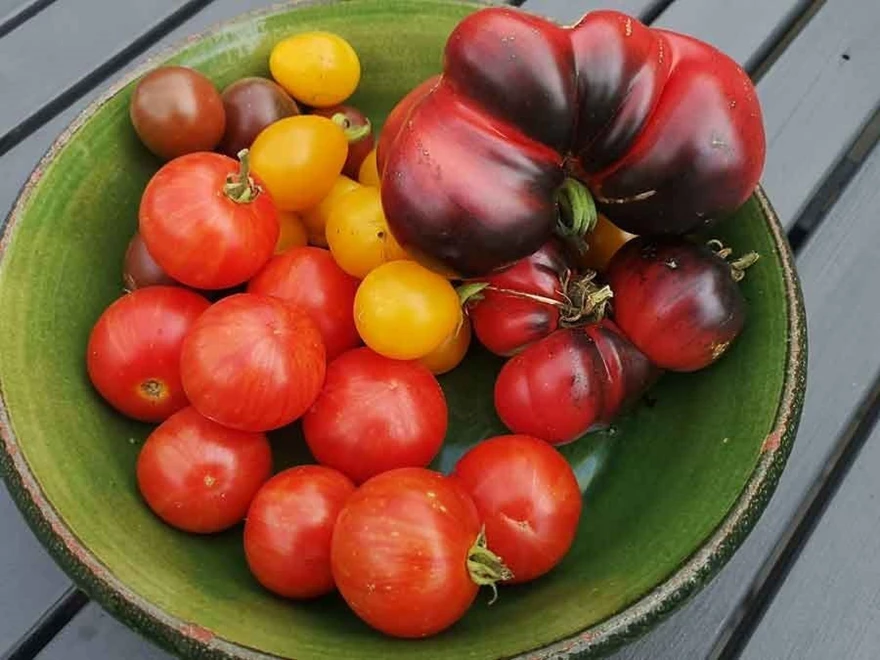Ingenting går upp mot egenodlade solmogna tomater! Smakerna exploderar i munnen.