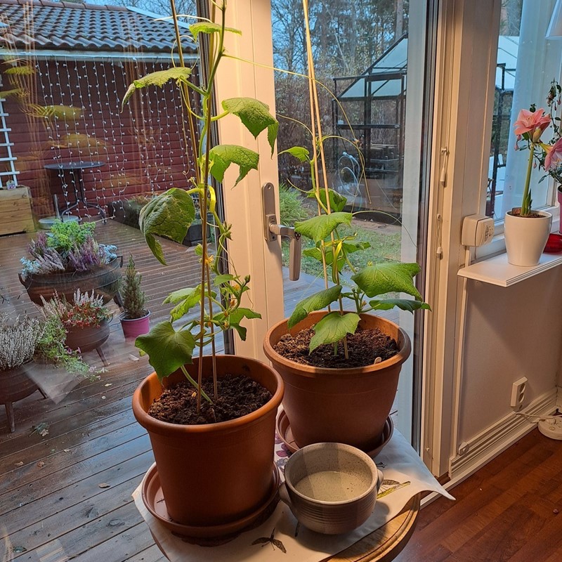 Problem vid fönsterodling av gurka