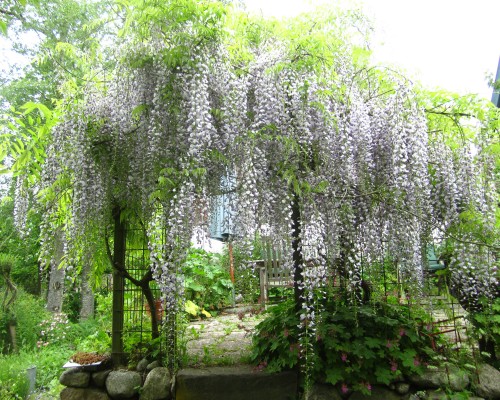 Blåregn 2014 mindre