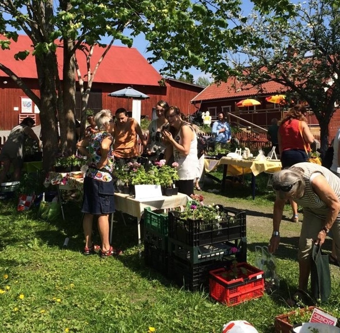 Plantmarknad På Färsna Gård - Riksförbundet Svensk Trädgård