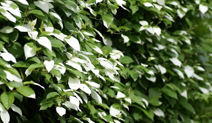 Lindome Lustgård, Lindome