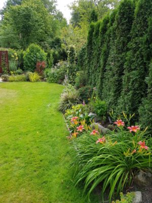 20180714_124446 bakom thuja