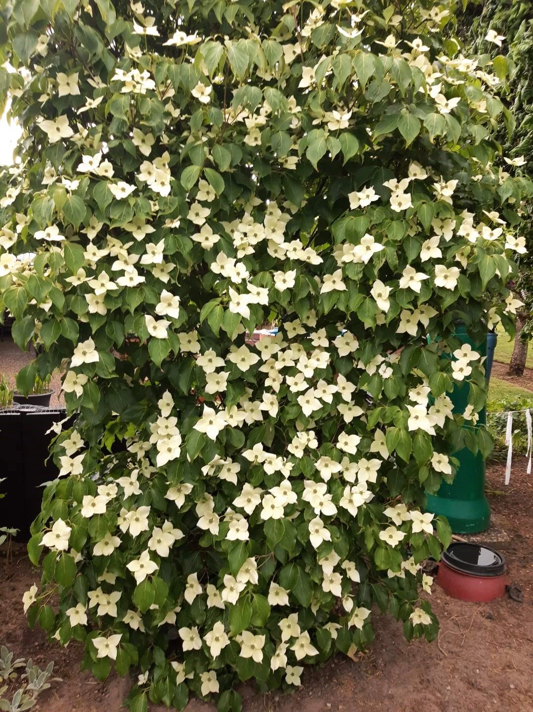 Blomsterkornell