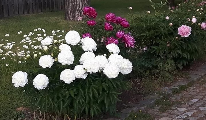 Åsa och Peters trädgård, Västerås